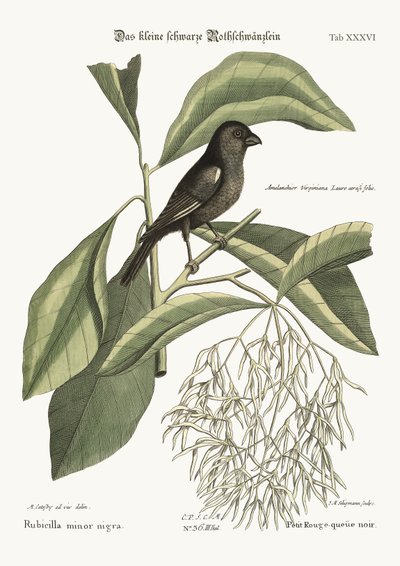 The little black Bullfinch, 1749-73 by Mark Catesby